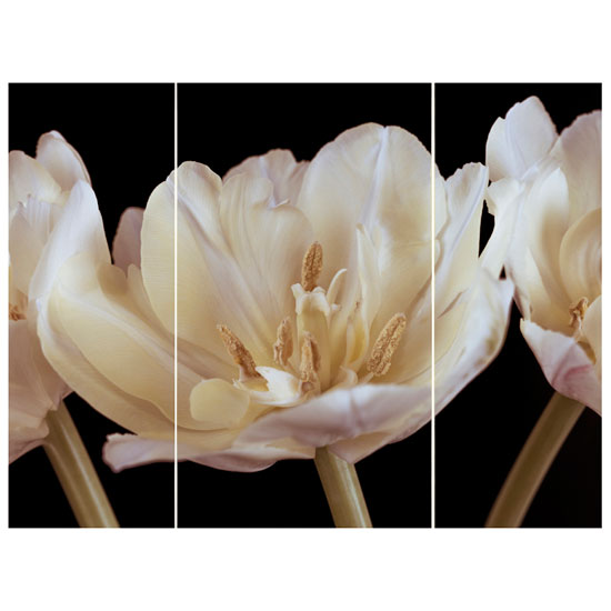 3 Panel Black Tulip Wall Art, 000327