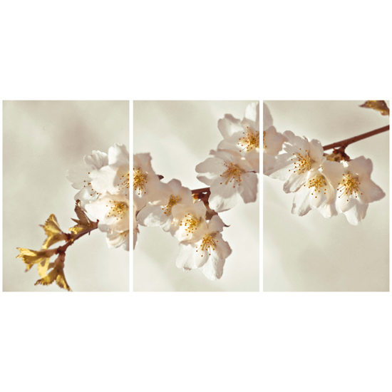Sepia Blossom Triptych Wall Art, 002572
