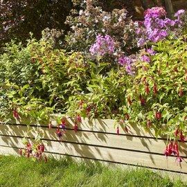 Bloomspace Wooden Garden Set Of 4 Border Fence 400 x 1200 in Natural