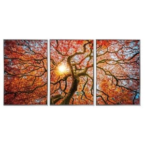 Acrylic Framed Autumn Tree Pictures (Set of Three)