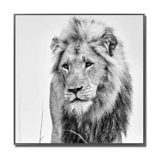 Cursa Golden Lion Black And White Picture Glass Wall Art_2