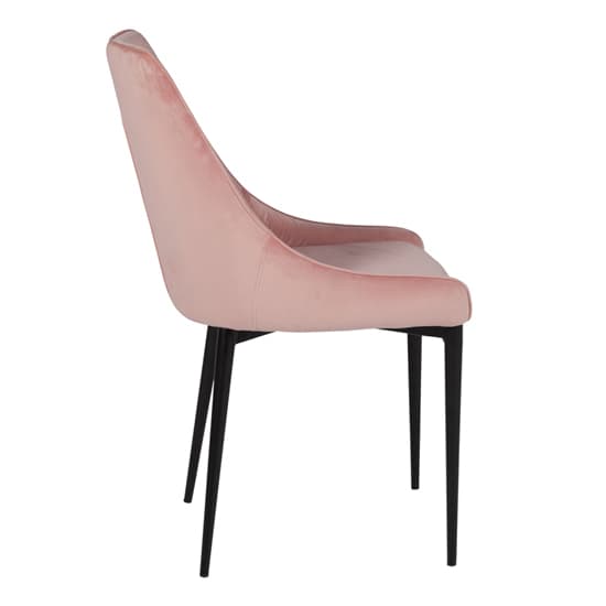 Payton Blush Velvet Dining Chairs With Metal Legs In Pair_3