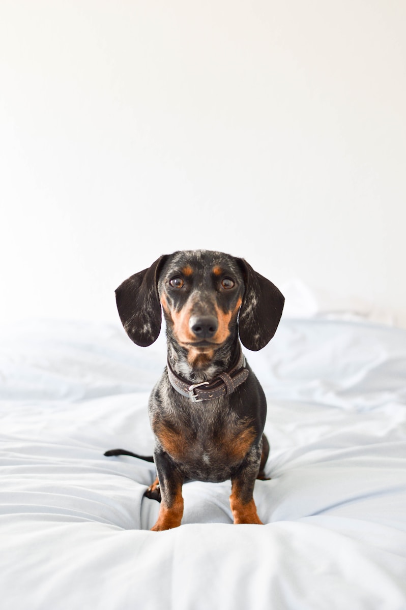 How to Organize Small Living Spaces to Better Accommodate Pets