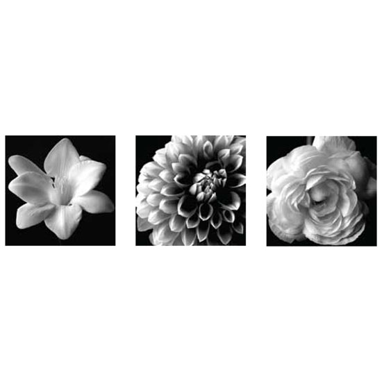 000312 BW Floral S3 - Basement Ideas - Creating an Wall Art Studio