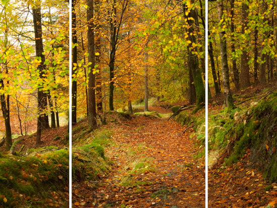 000653 Autumn Path leaves golden art forest - Wall Arts Pictures, Set in Accordance With the Theme of Your Room