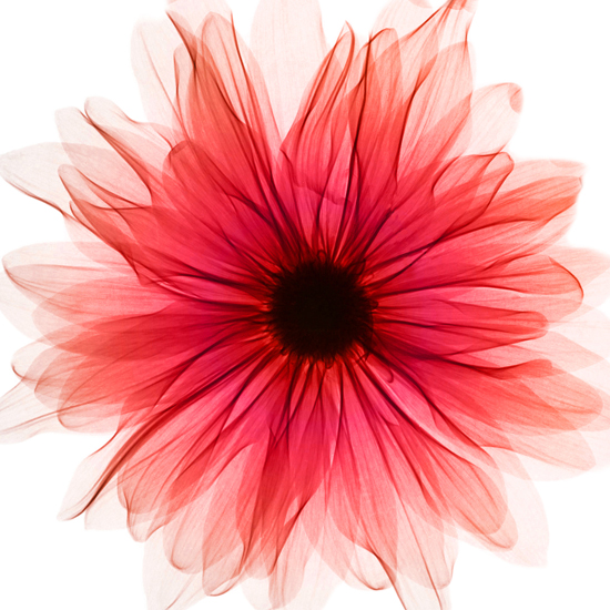 Red Xray Gerbera 002154 - Wall Arts Wholesale For Art And Home Decor