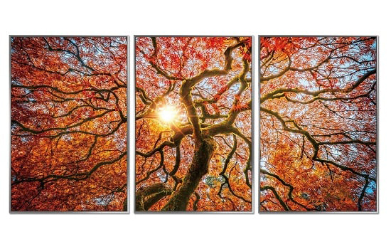 framed-acrylic-pictures-autumn-tree-1