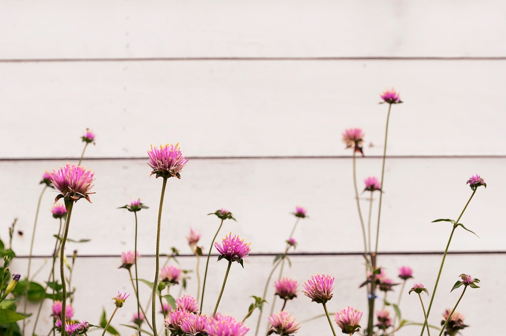Stunning Flower Wall Art Stunning Flower Wall Art