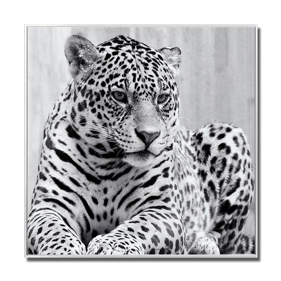 Cursa Cheetah Black And White Picture Glass Wall Art_2