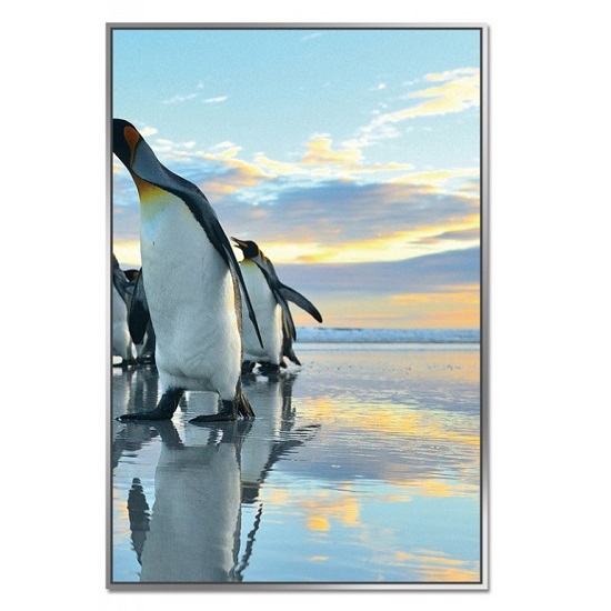 Acrylic Framed Penguin March Pictures (Set of Three)_4